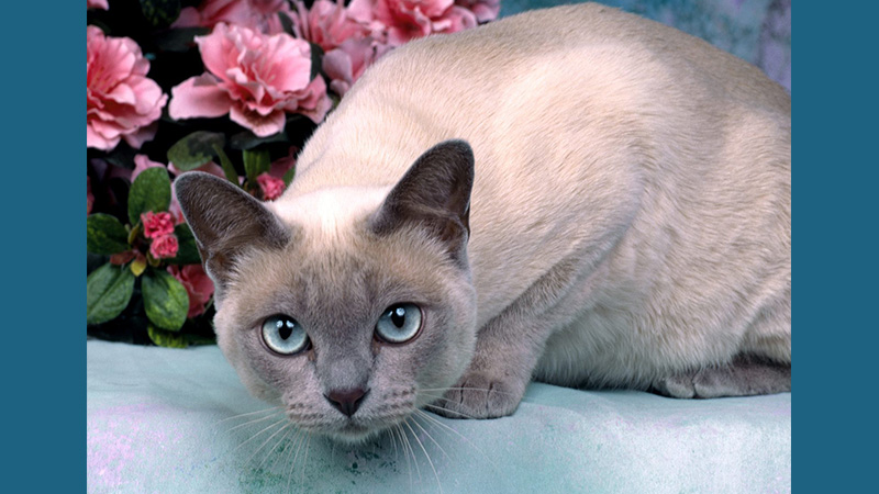 Tonkinese 1