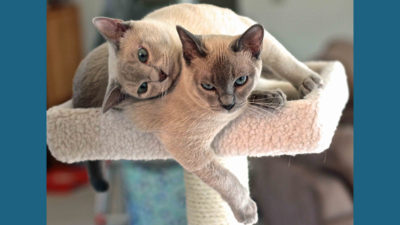 Tonkinese 10