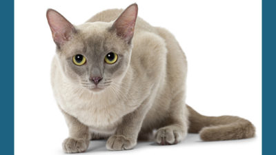 Tonkinese 2