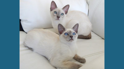 Tonkinese 3