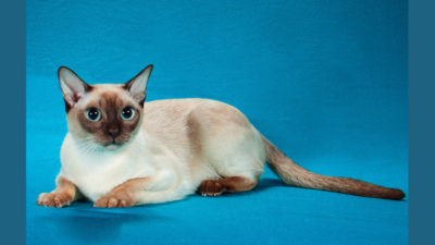 Tonkinese 4