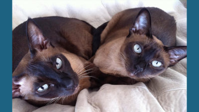 Tonkinese 5