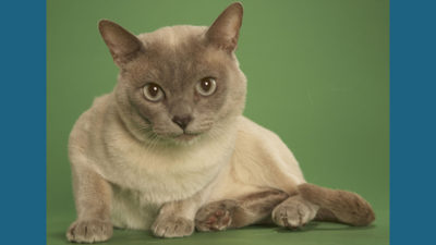 Tonkinese 6