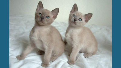 Tonkinese 7