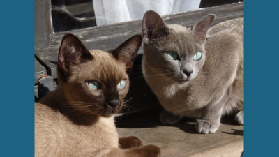 Tonkinese 8