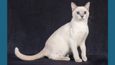 Tonkinese 9