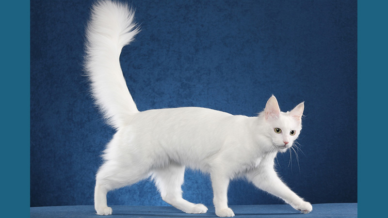 Turkish Angora 1