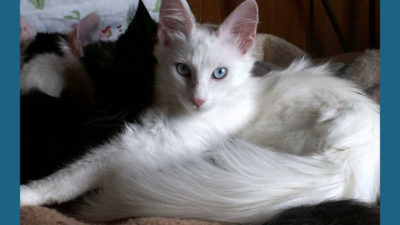 Turkish Angora 10