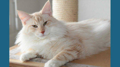 Turkish Angora 2