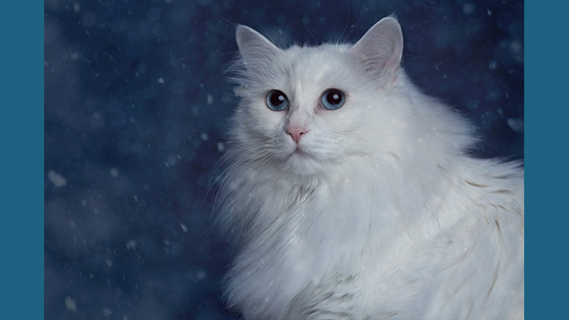 Turkish Angora 3