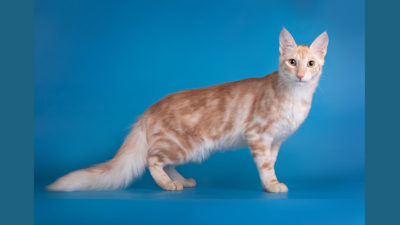 Turkish Angora 4