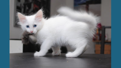 Turkish Angora 5