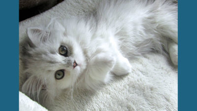 Turkish Angora 7