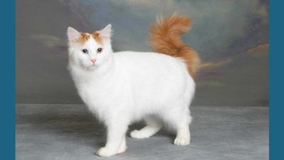 Turkish Angora 8