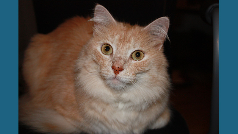 Turkish Angora 9