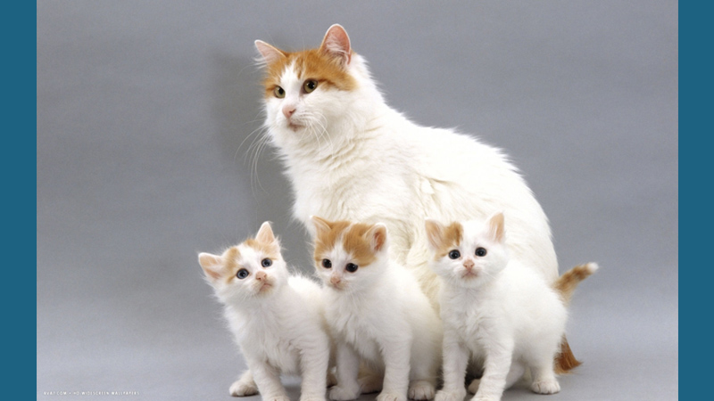 Turkish Van 1