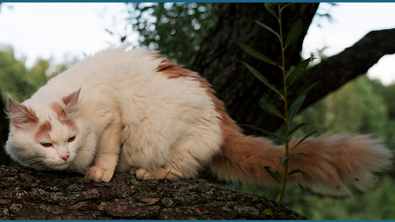 Turkish Van 2