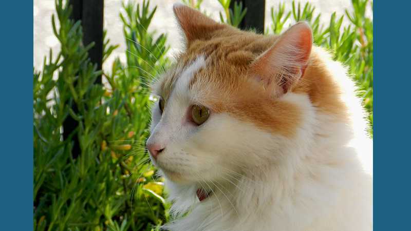 Turkish Van 3