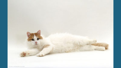 Turkish Van 4