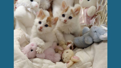 Turkish Van 5