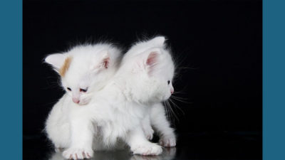 Turkish Van 6