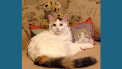 Turkish Van 7