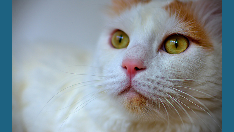 Turkish Van 8