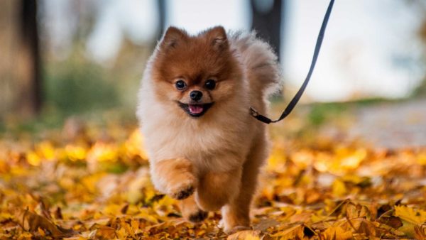 Breeds Pomeranian 1