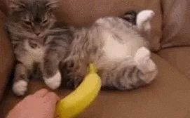 Entertainment GIF Cat Afraid of 1