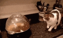 Entertainment GIF Cat Afraid of 3