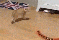 Entertainment GIF Cat Afraid of 4