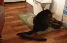 Entertainment GIF Cat Afraid of 5