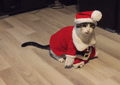 Entertainment GIF Cat Costume 1