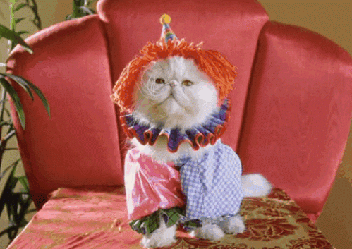 Entertainment GIF Cat Costume 2