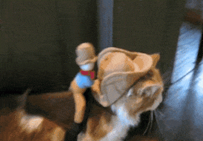 Entertainment GIF Cat Costume 3