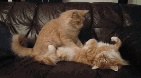 Entertainment GIF Cat Funny 1