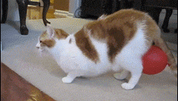 Entertainment GIF Cat Funny 2