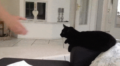 Entertainment GIF Cat Funny 3