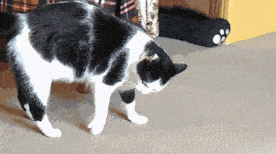 Entertainment GIF Cat Funny 4