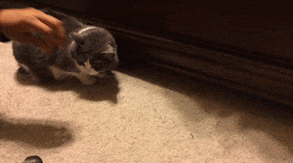 Entertainment GIF Cat Funny 5