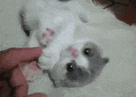 Entertainment GIF Cat Oh My Gosh 1