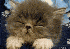 Entertainment GIF Cat Oh My Gosh 2