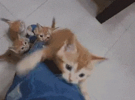 Entertainment GIF Cat Oh My Gosh 3