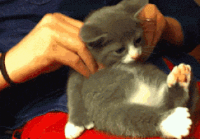 Entertainment GIF Cat Oh My Gosh 4