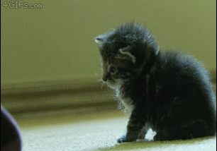 Entertainment GIF Cat Oh My Gosh 5