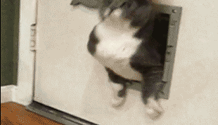 Entertainment GIF Cat Why 1