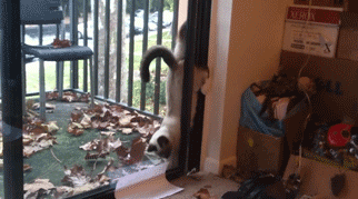 Entertainment GIF Cat Why 2