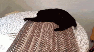 Entertainment GIF Cat Why 3