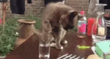 Entertainment GIF Cat Why 6