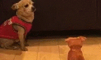 Entertainment GIF Dog Afraid of 2